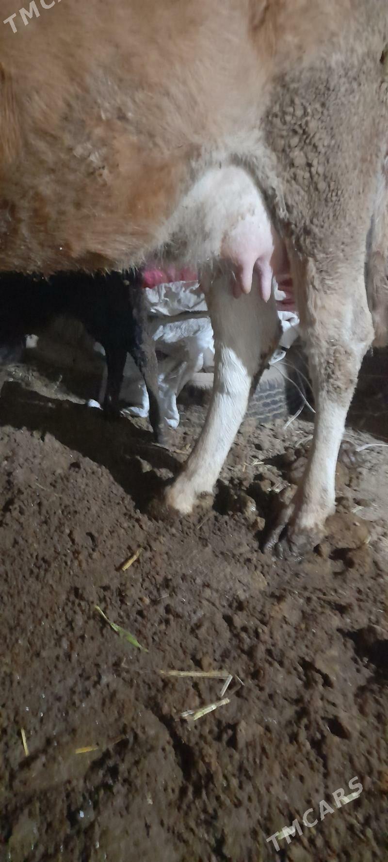 göleli sygyr - Gökdepe - img 5