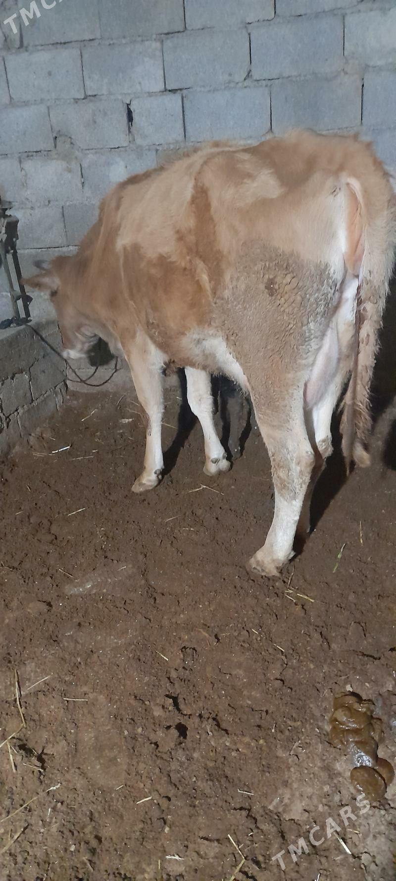 göleli sygyr - Gökdepe - img 6