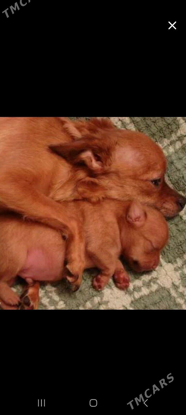 мини тойтерер - Туркменабат - img 4