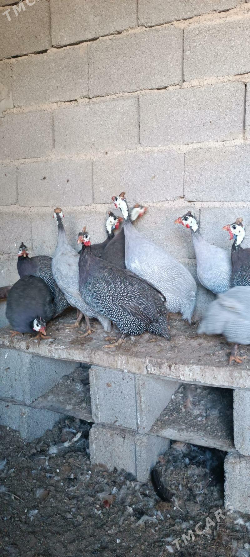 sisarka - Чоганлы - img 2