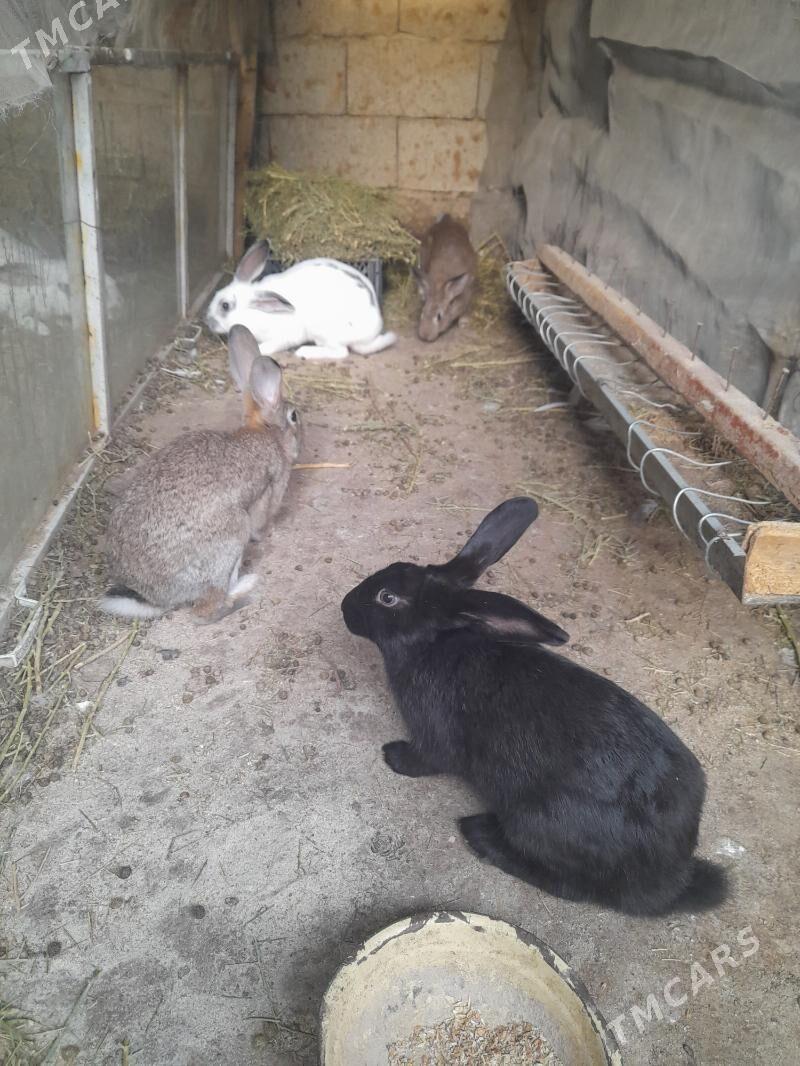 TowşanTowşan - Ak bugdaý etraby - img 4