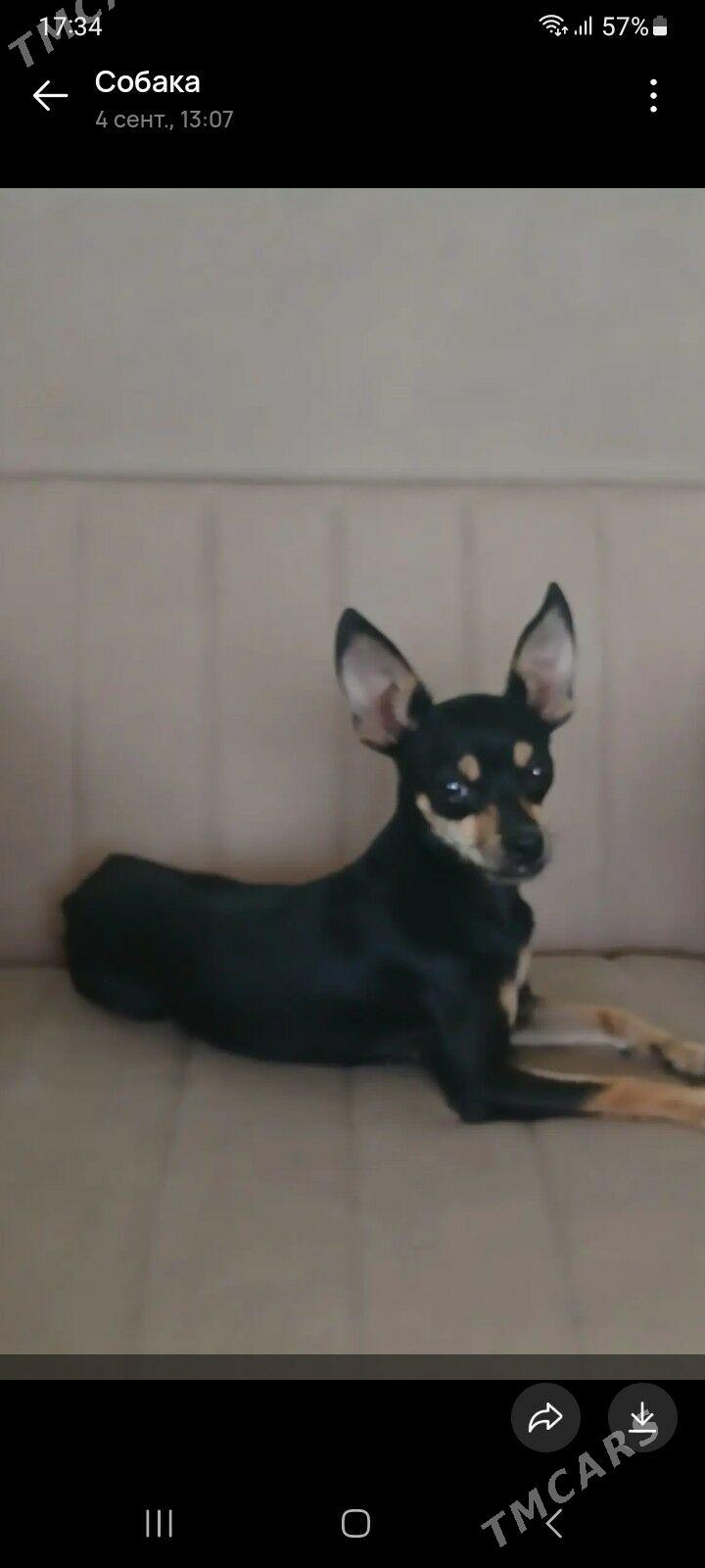 мини тойтерер - Туркменабат - img 3