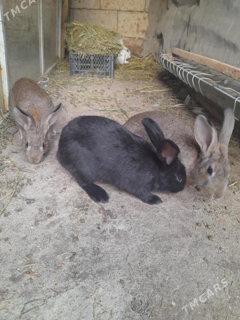 TowşanTowşan - Ak bugdaý etraby - img 2