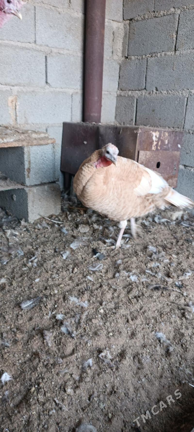 induk - Чоганлы - img 2