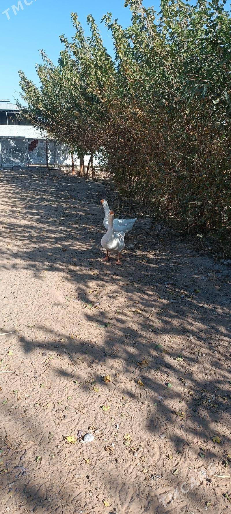 bggus - Çoganly - img 2