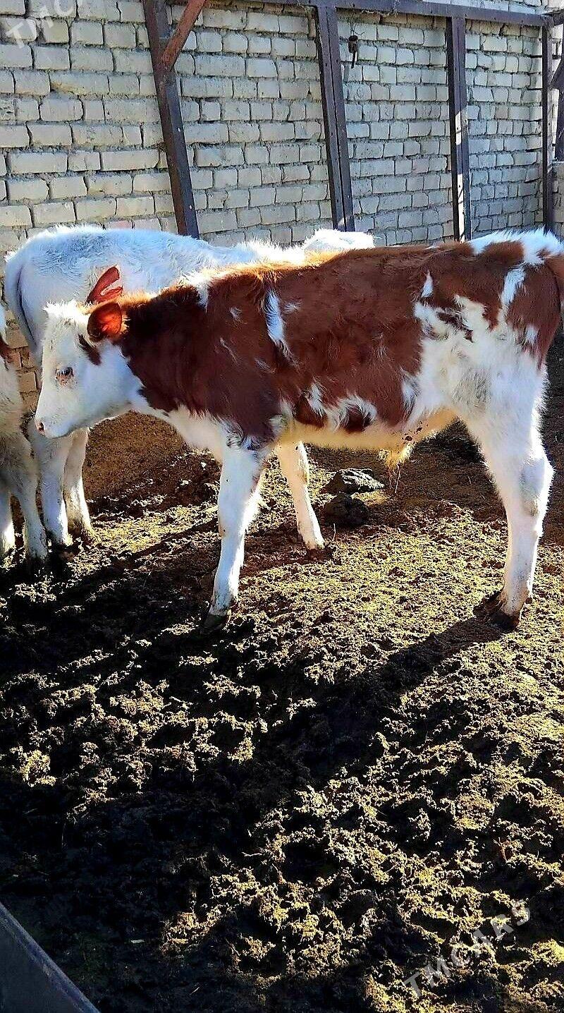 Simental öküzçeler - Анев - img 1