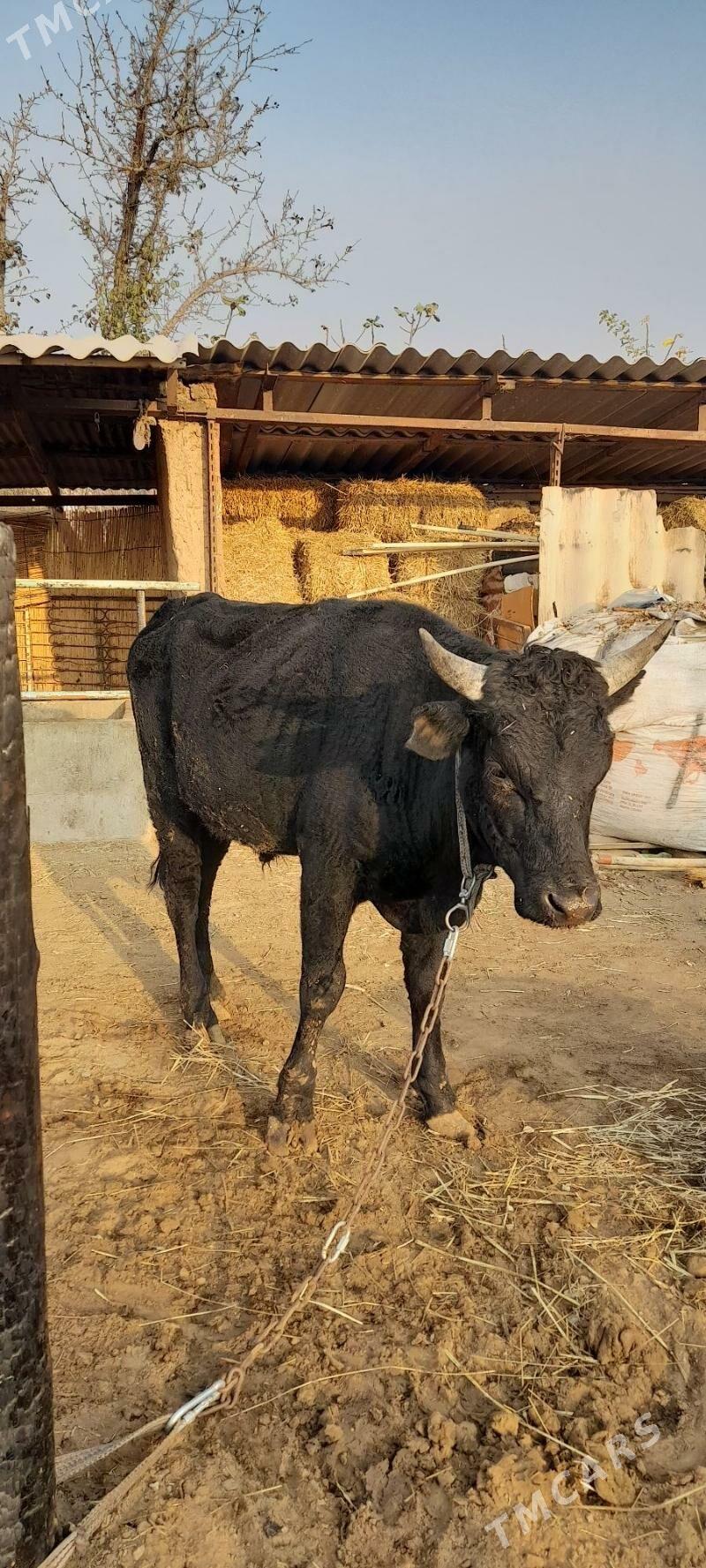 Meýdan öküz - Babadaýhan - img 2