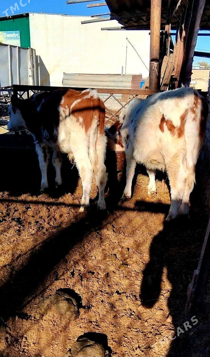 Simental öküzçeler - Анев - img 3