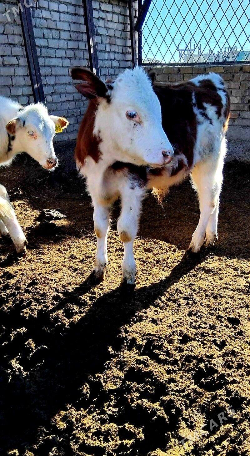 Simental öküzçeler - Анев - img 2