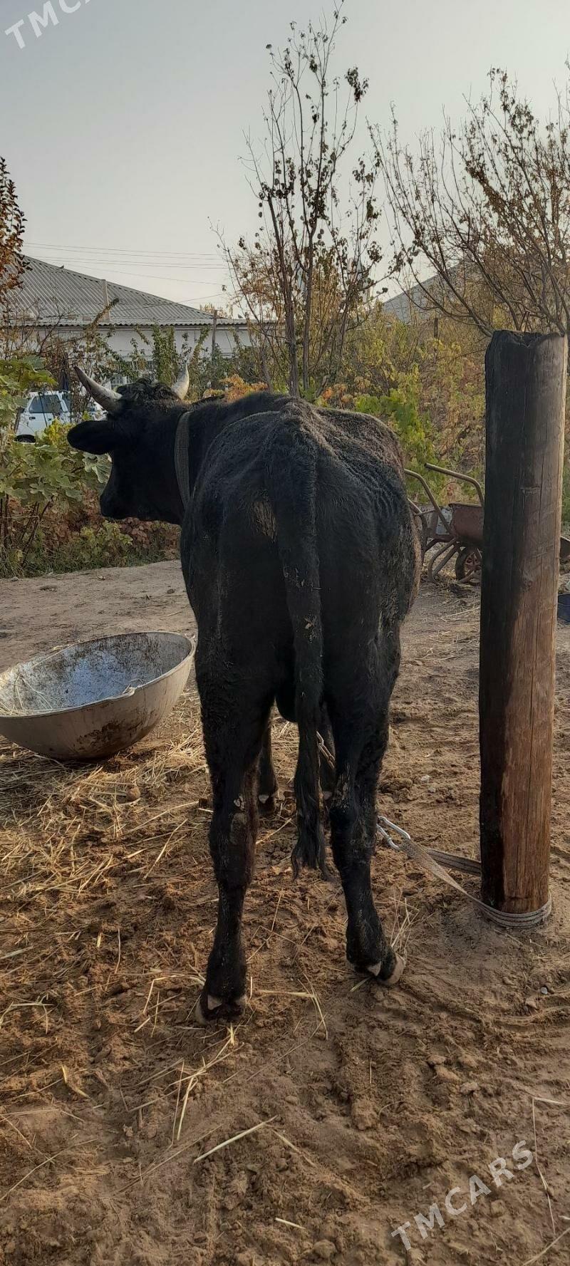 Meýdan öküz - Babadaýhan - img 3