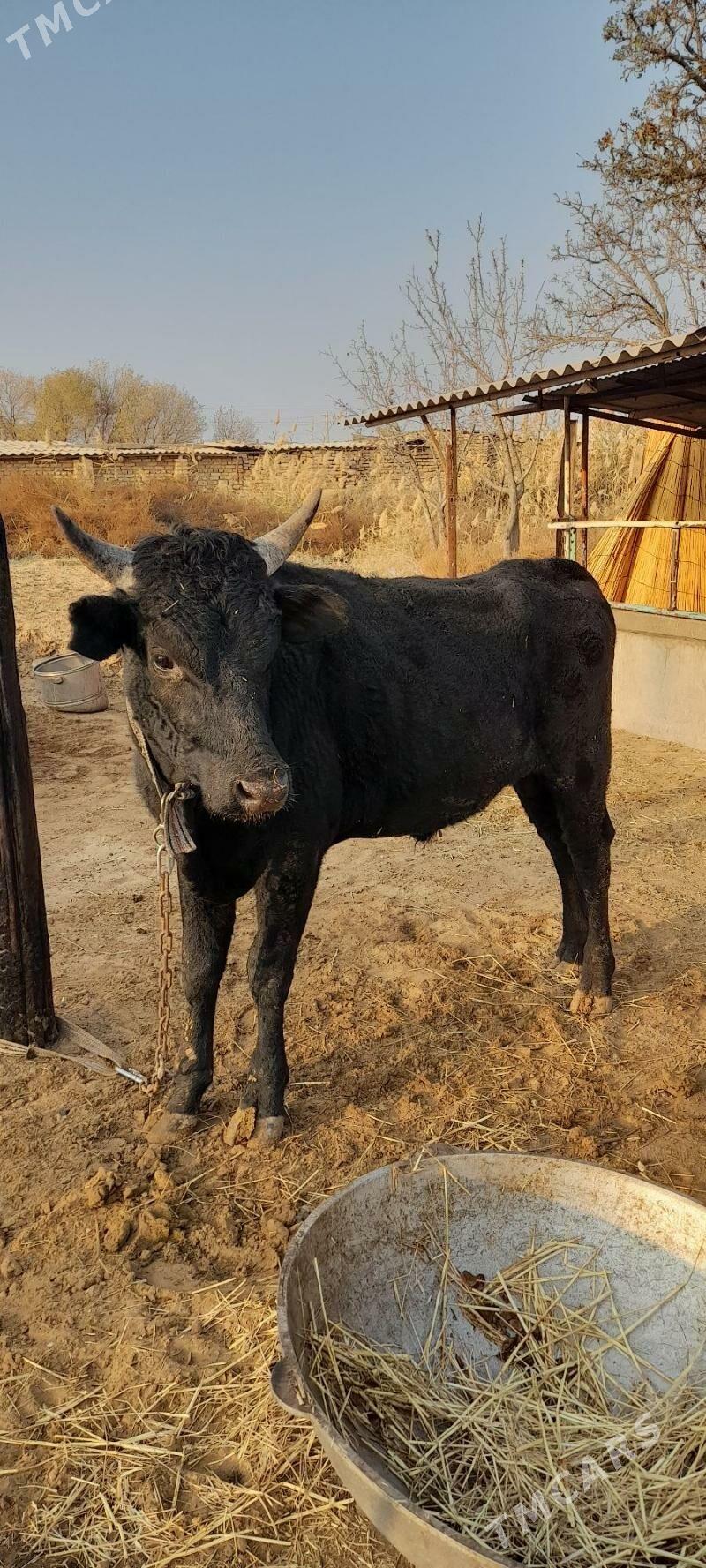 Meýdan öküz - Babadaýhan - img 4