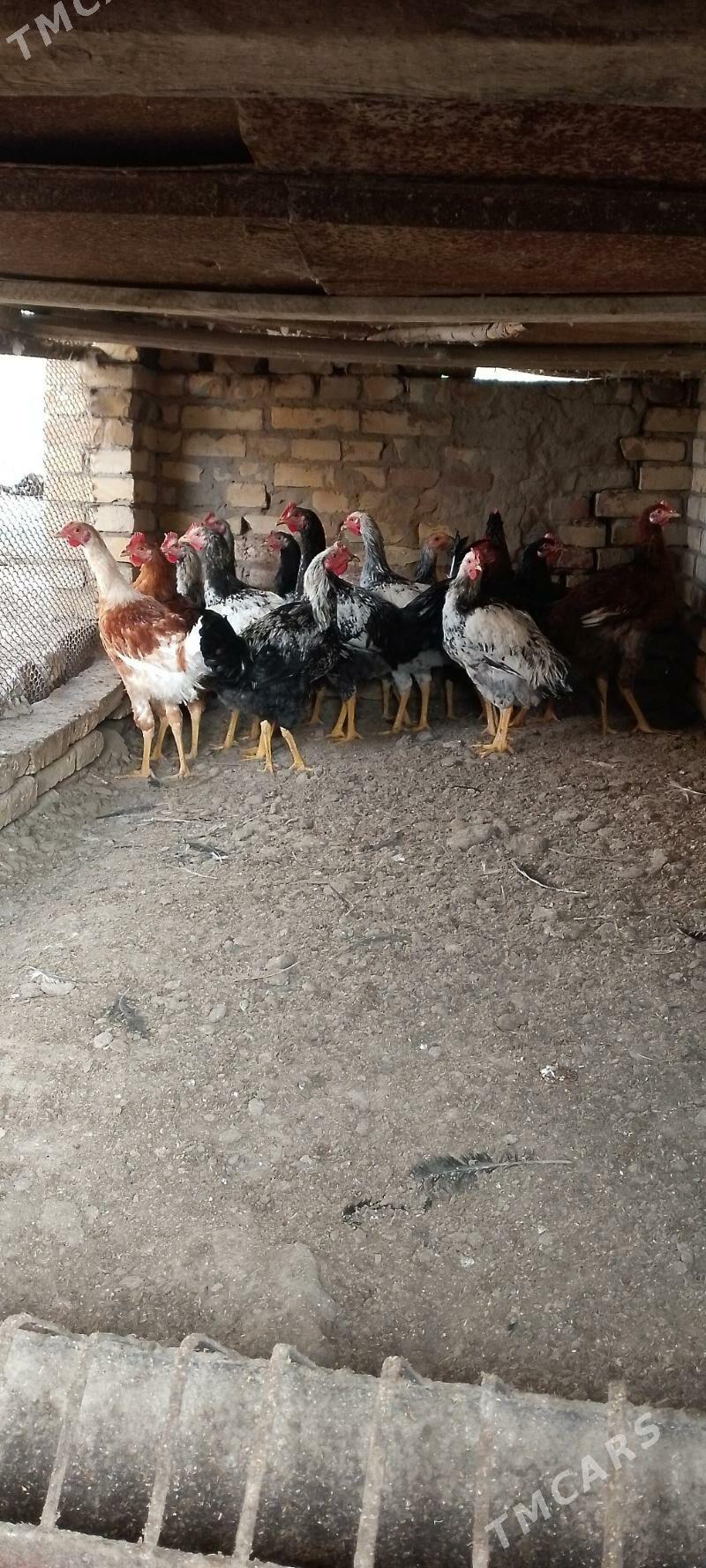 гигант хораз - Дянев - img 2