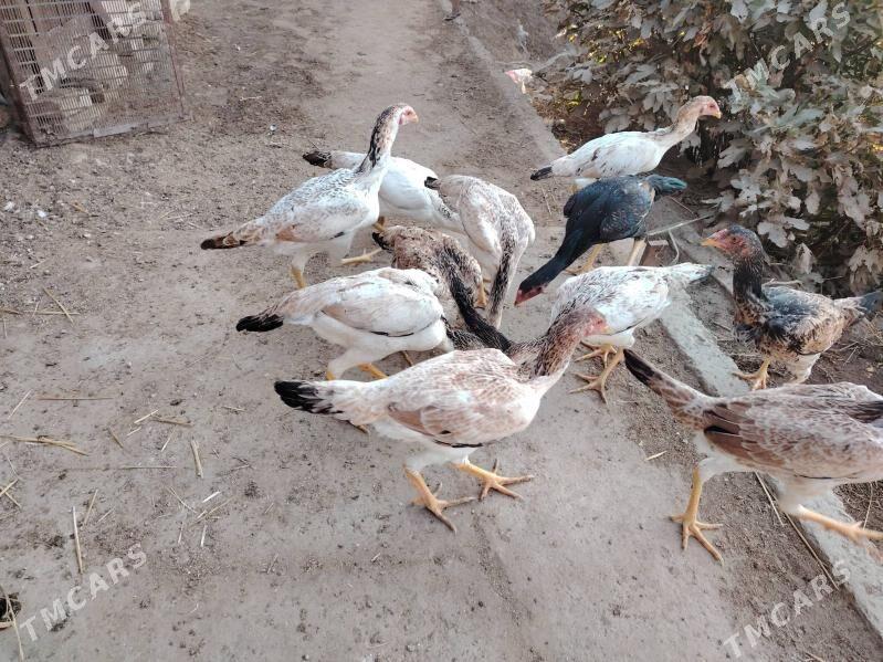 Özbek mäkiler - Türkmenabat - img 3