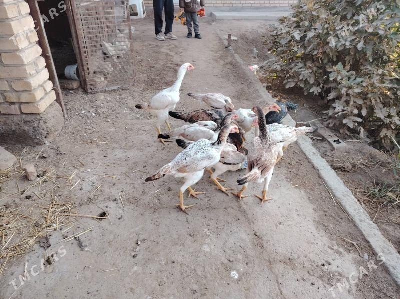 Özbek mäkiler - Türkmenabat - img 2