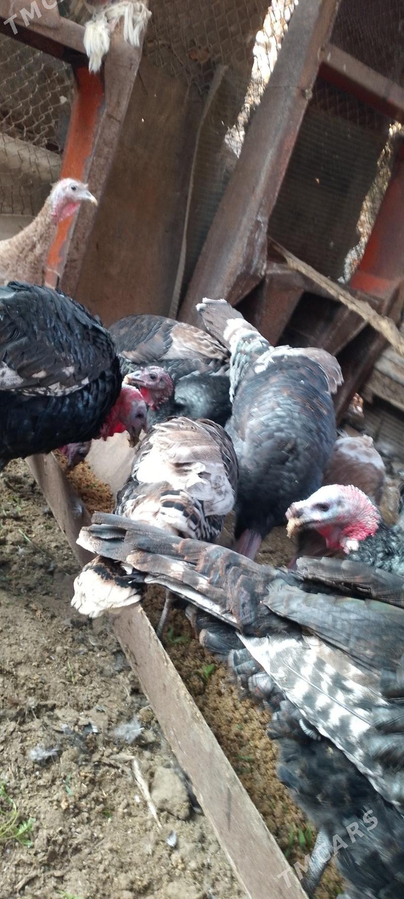 ундук хоразлар - Дянев - img 2