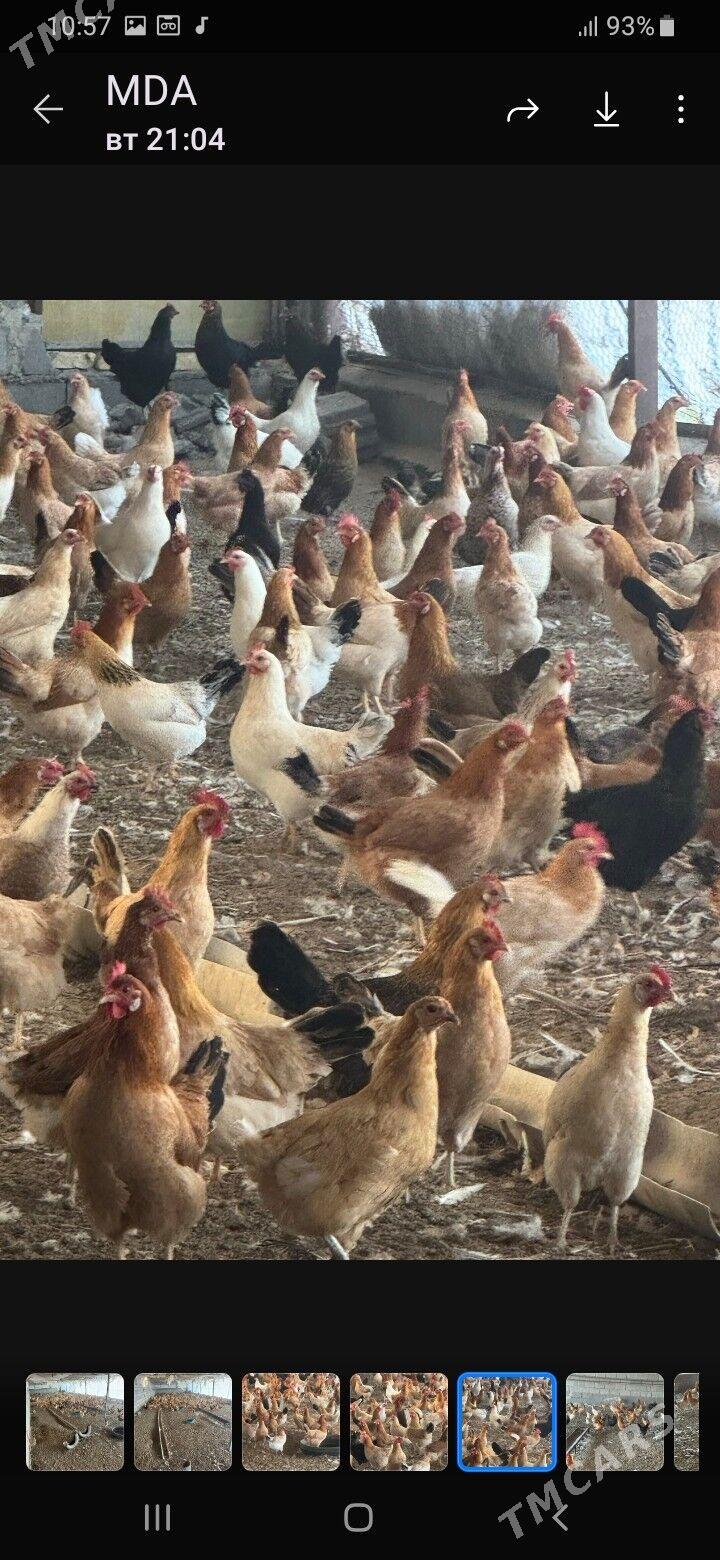 towuk - Çoganly - img 2