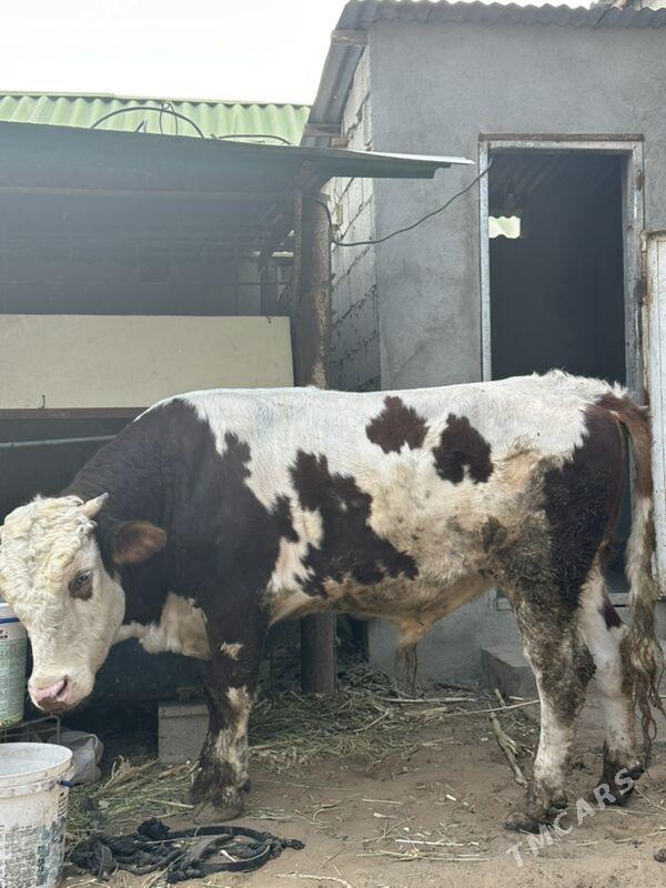 simental okuz - Бузмеин - img 5