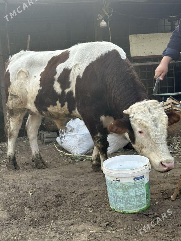 simental okuz - Бузмеин - img 2