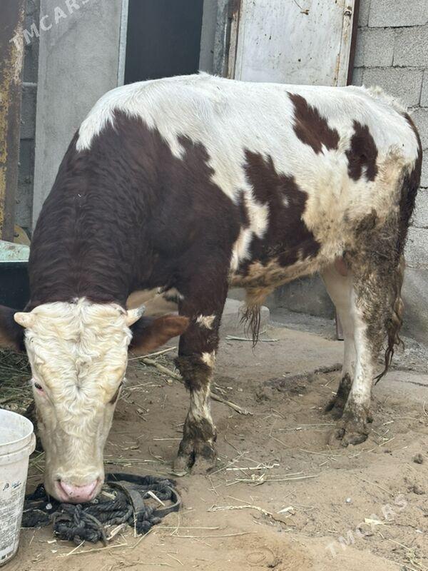 simental okuz - Бузмеин - img 3