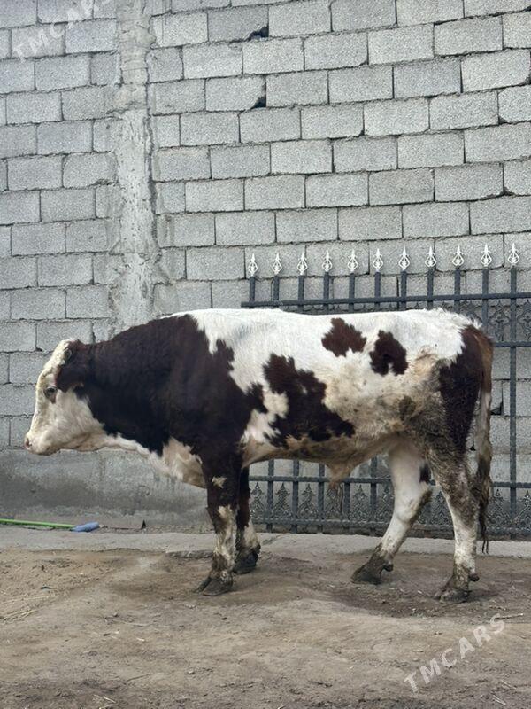 simental okuz - Бузмеин - img 4