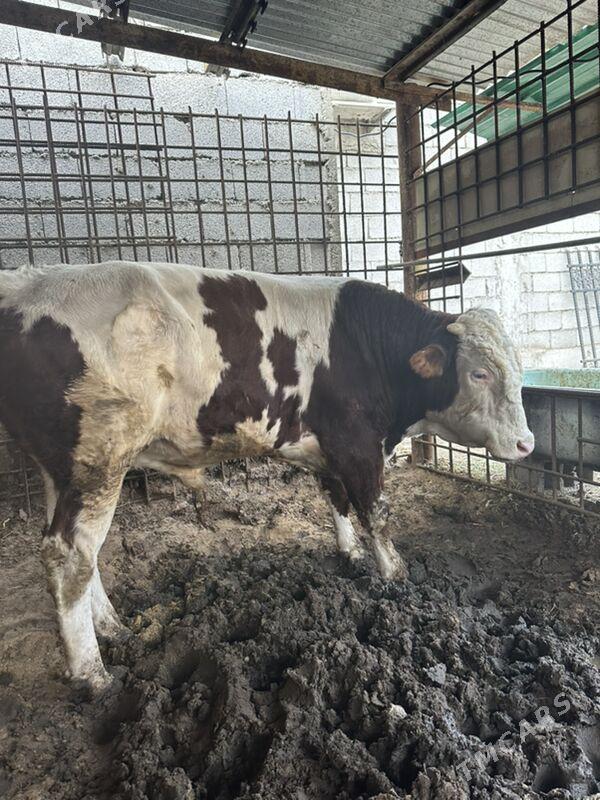 simental okuz - Бузмеин - img 7