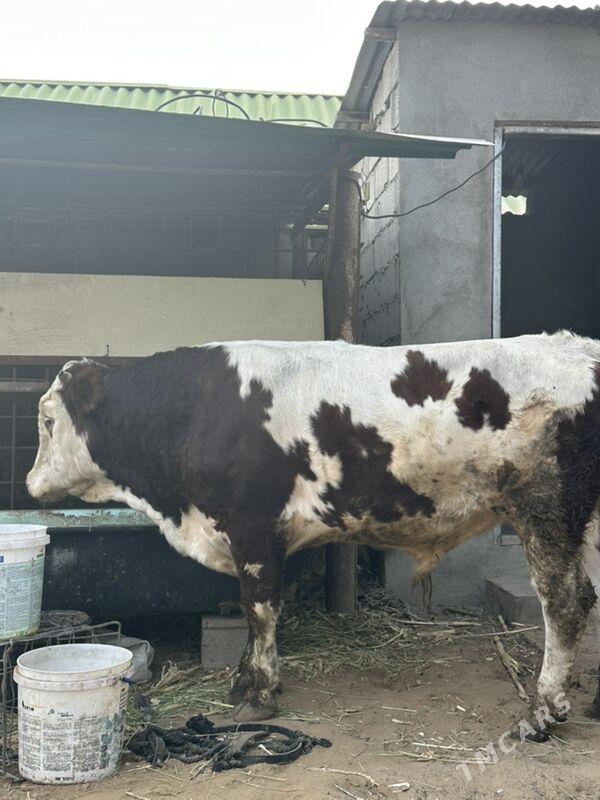 simental okuz - Бузмеин - img 6