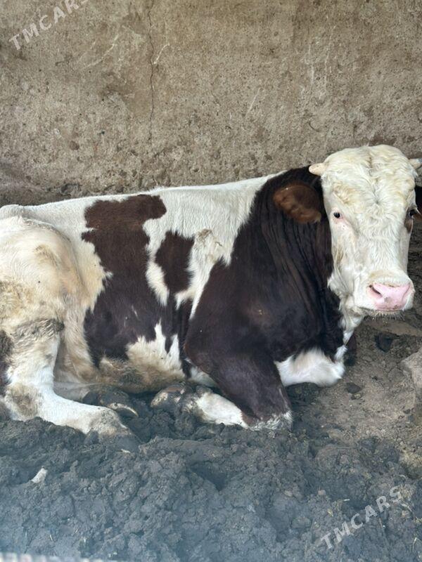 simental okuz - Бузмеин - img 8