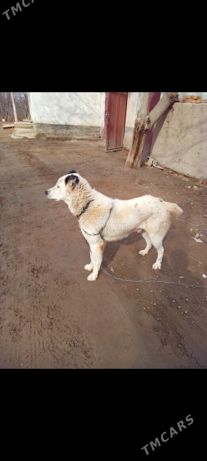 алабай - Şabat etr. - img 4