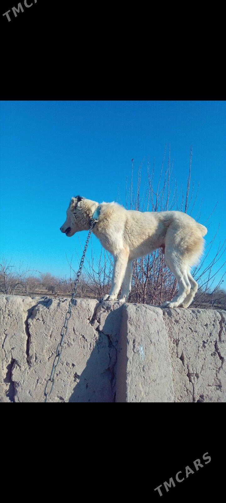 алабай - Şabat etr. - img 3