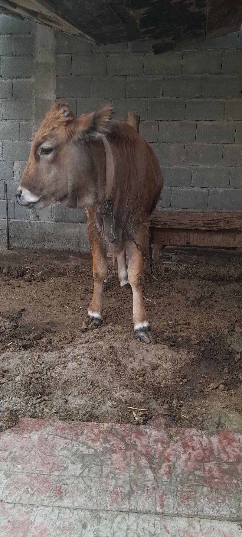 tüwe - Гёкдепе - img 4