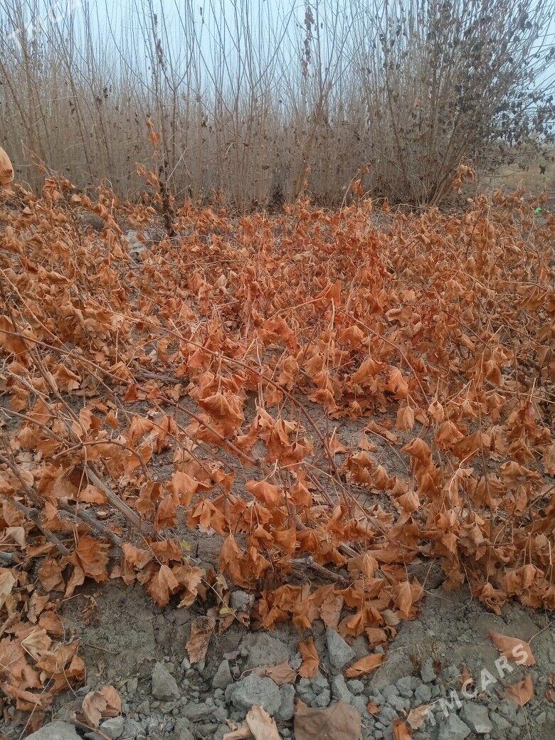 bag naheller - Köneürgenç - img 2