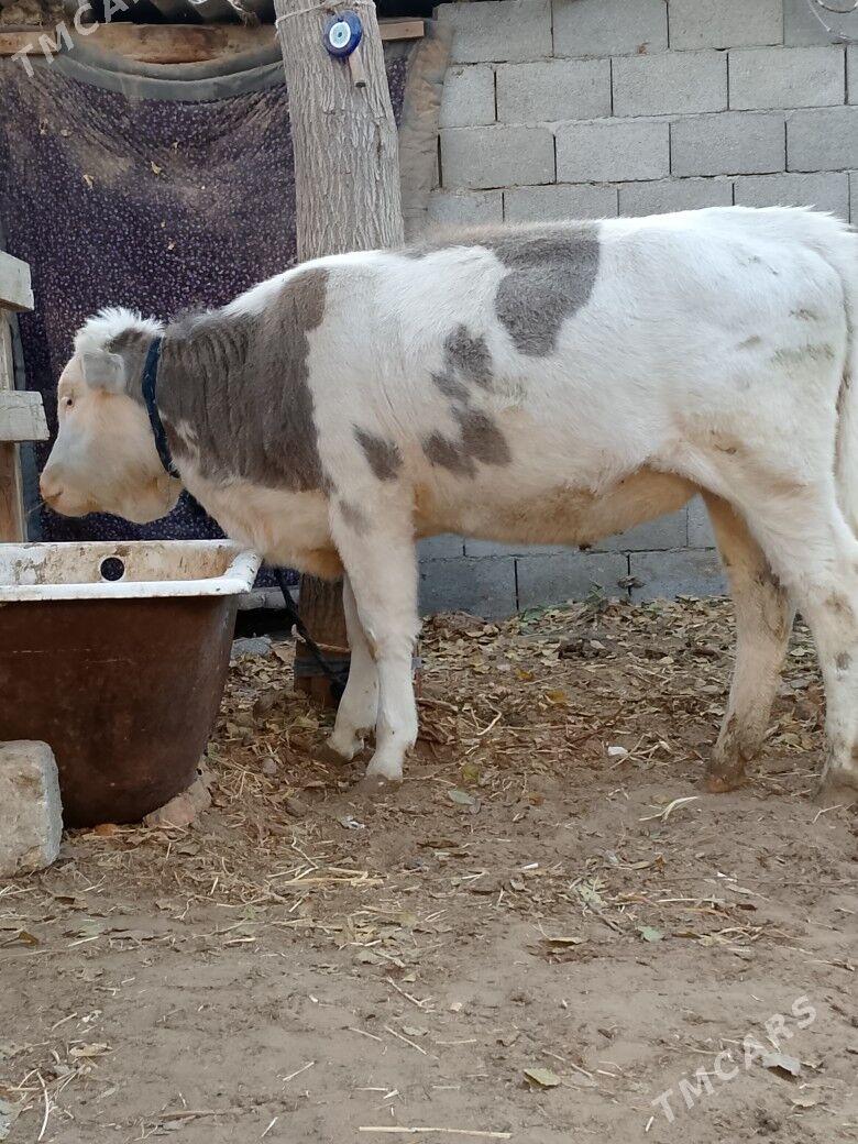 Tohum Tüwe - Чоганлы - img 4