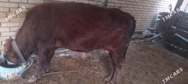 Okuz - Мары - img 2