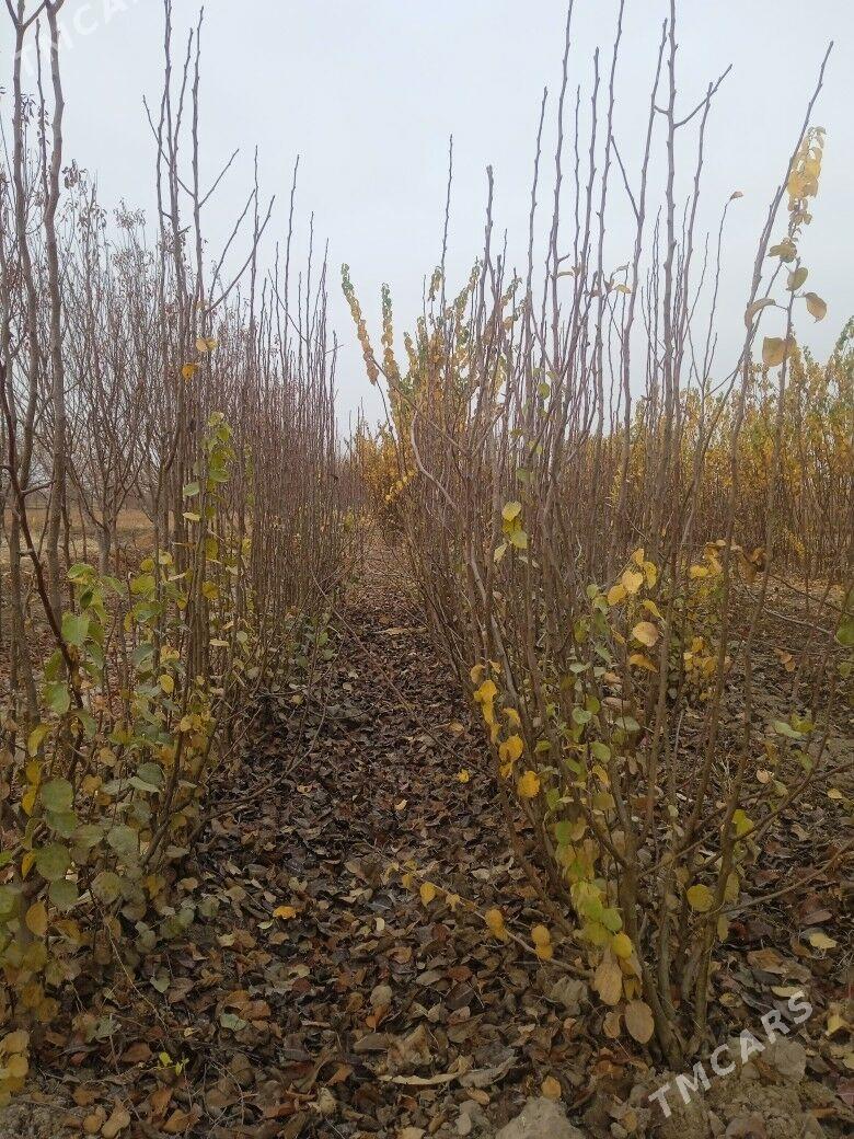 bag naheller - Köneürgenç - img 3