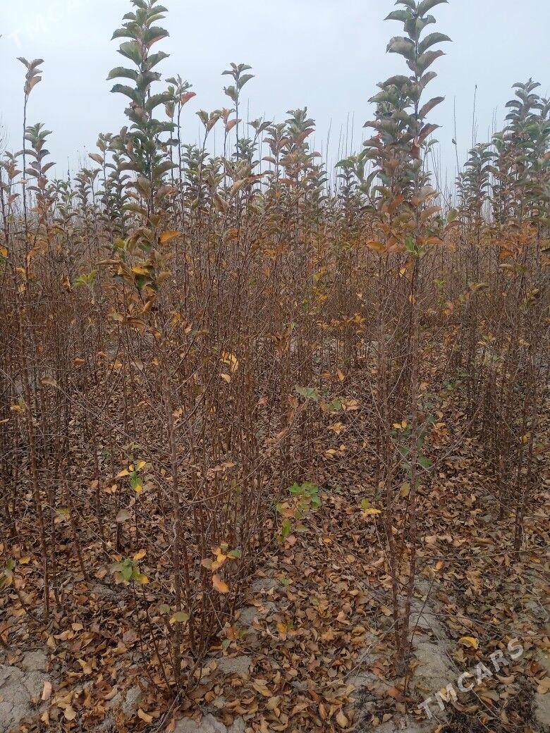 bag naheller - Köneürgenç - img 4