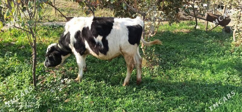 Ökizje - Gökdepe - img 2