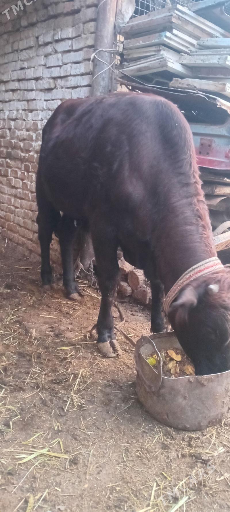 Okuz - Мары - img 3