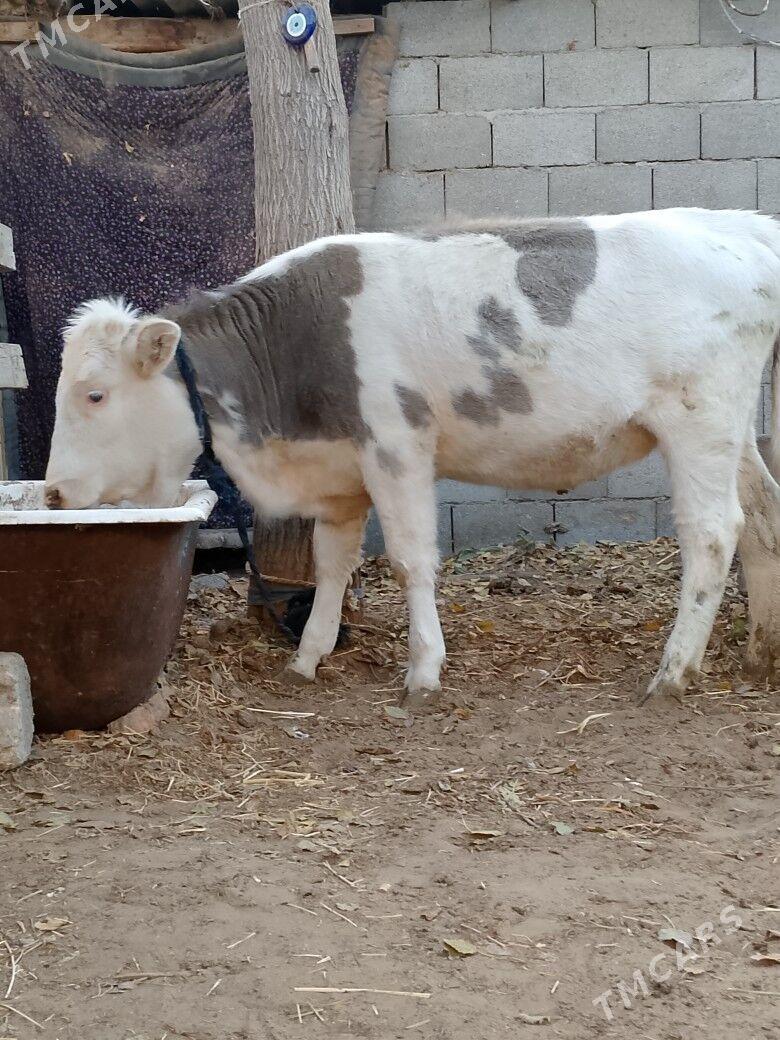 Tohum Tüwe - Чоганлы - img 3