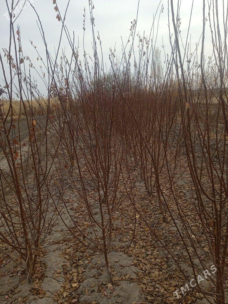 bag naheller - Köneürgenç - img 5