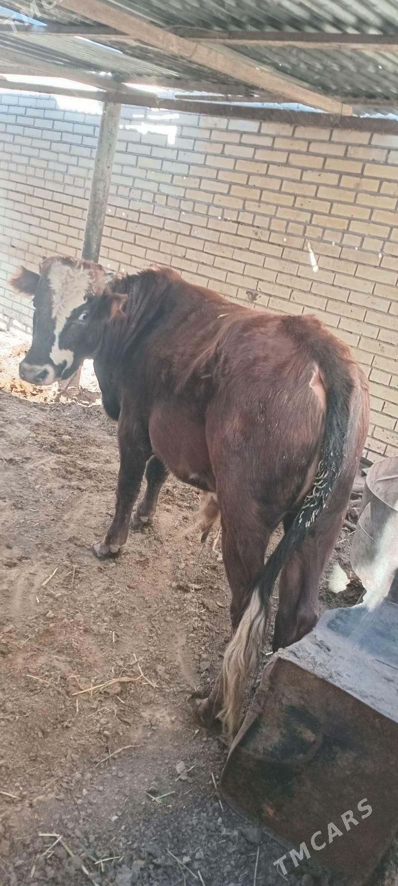 Okuz - Мары - img 4