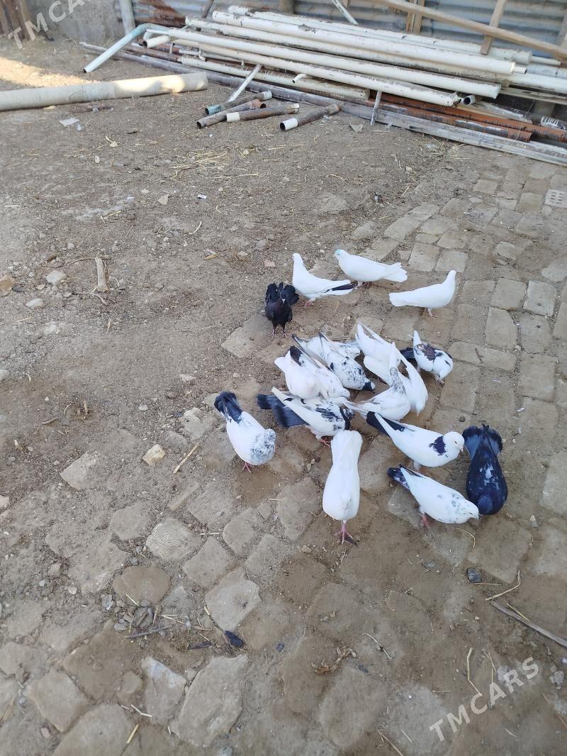 kepderi - Мары - img 3