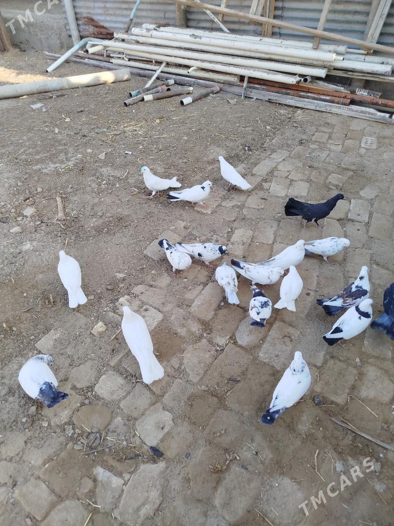 kepderi - Мары - img 2