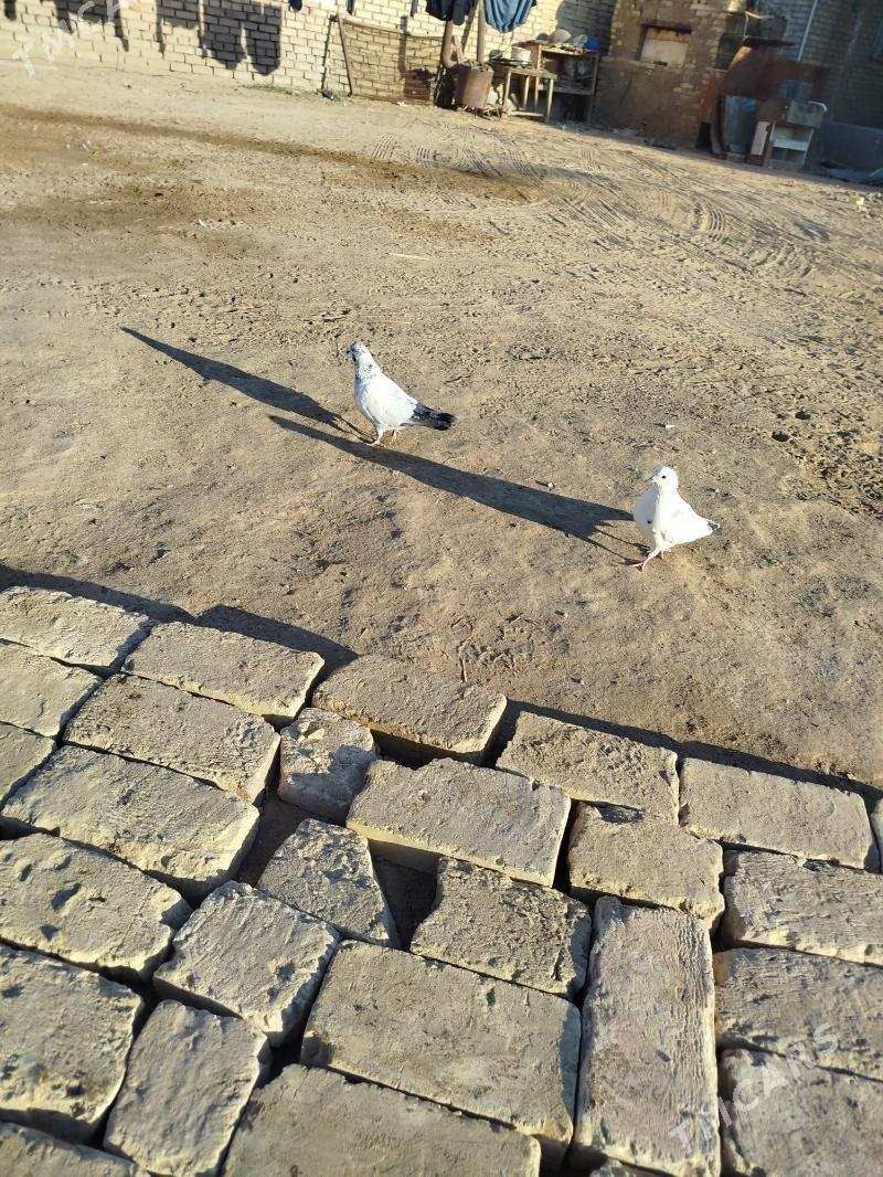 kepderi - Мары - img 6