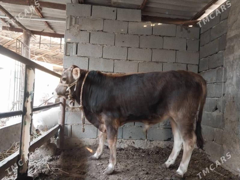 Okuz - Ашхабад - img 3