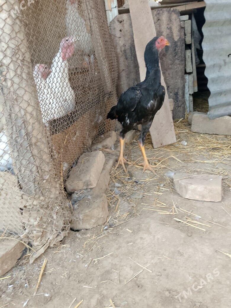 horaz juje - Çärjew - img 2