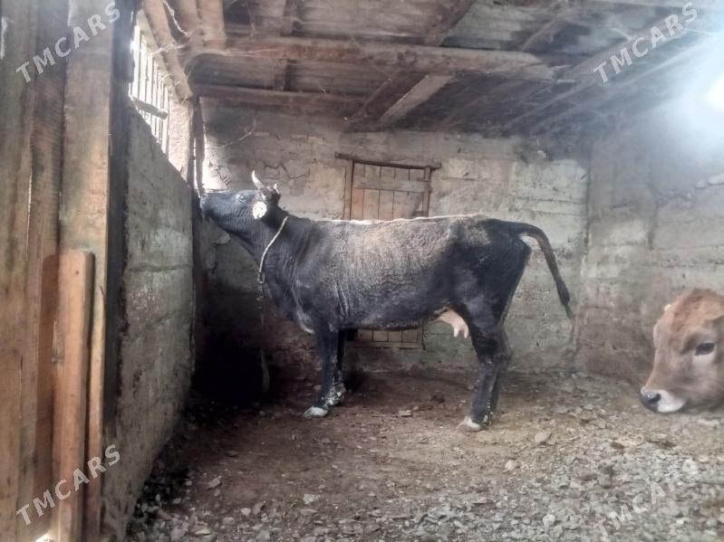 sygyr - Gyzylarbat - img 3