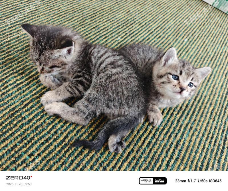 Pişik - Дашогуз - img 2