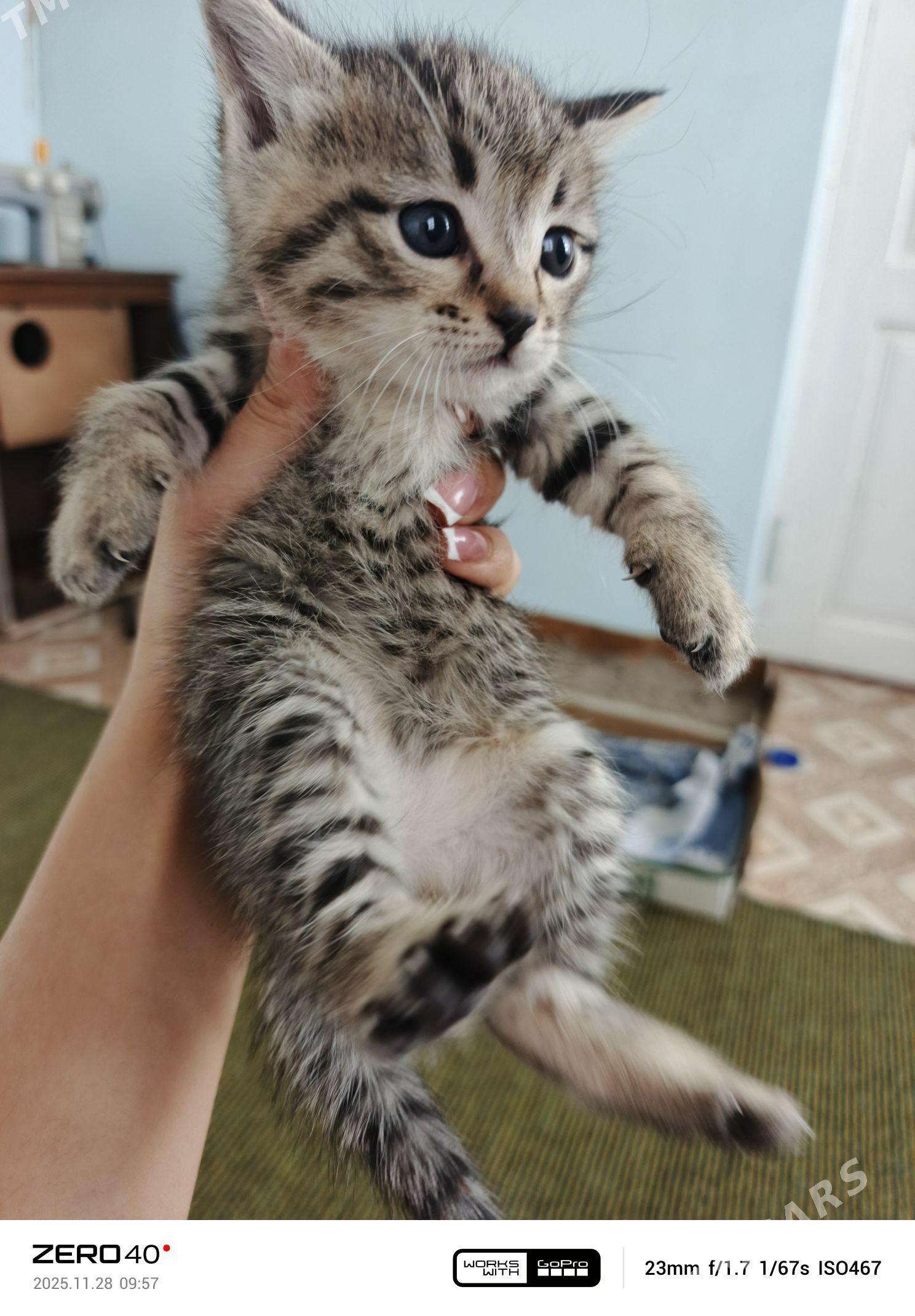 Pişik - Дашогуз - img 1