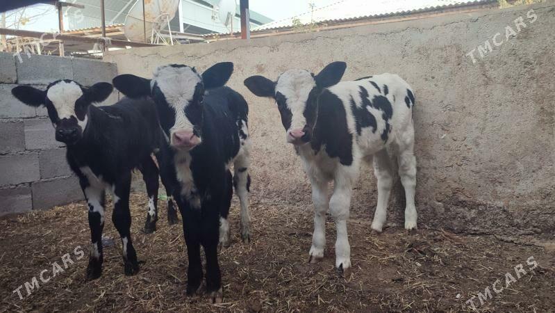 okizce - Büzmeýin - img 2