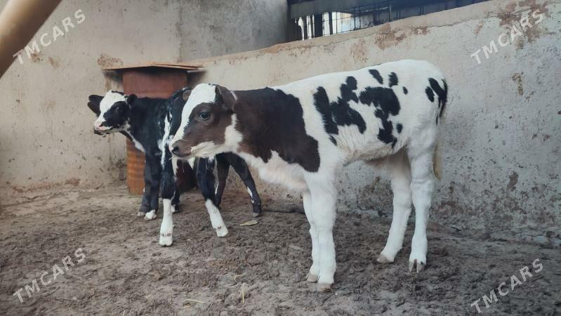 okizce - Büzmeýin - img 3